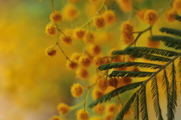 Acacia dealbata. Bright mimosa branches, detailed close-up on golden background.