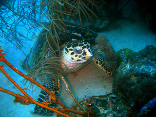 Caribbean Grace: Sea Turtle Gliding Over a Vibrant Reef