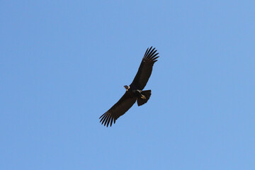 Andean Condor Flying Over Colca Canyon, Peru