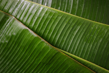 Texture backgrounf of Banana leaf	