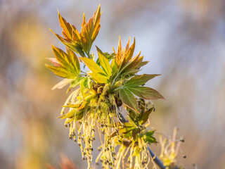Acer negundo, Box elder, boxelder, ash-leaved and maple ash, Manitoba, elf, ashleaf maple male...