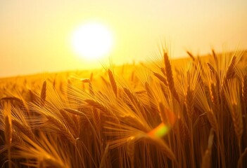 Obraz premium Sun-drenched golden wheat field gently swaying in the breeze, golden, golden hour photography