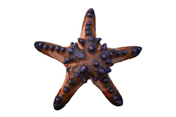 red starfish isolated on white background