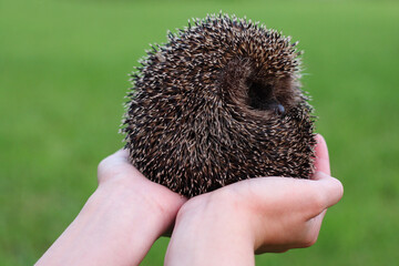 Hedgehog sitting in the palms