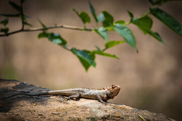 lizard on a tree