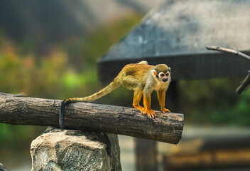Vibrant Squirrel Monkey Balancing Playfully on a Natural Log