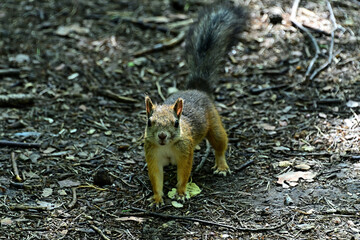 A curious wild squirrel in the forest in summer.
