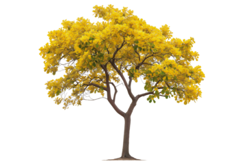 Golden Trumpet Tree PNG Transparent Background. Yellow Tabebuia Trumpet Tree PNG.