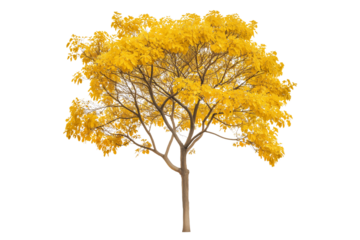 Golden Trumpet Tree PNG Transparent Background. Yellow Tabebuia Trumpet Tree PNG.
