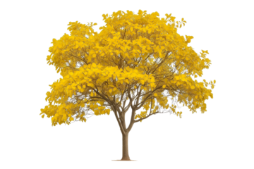 Golden Trumpet Tree PNG Transparent Background. Yellow Tabebuia Trumpet Tree PNG.