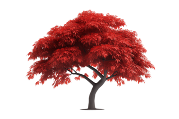 Red Japanese Maple Transparent Background