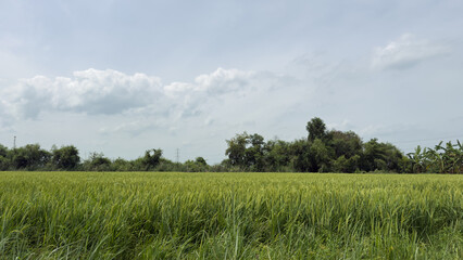 Lush green field under a cloudy sky, bordered by trees and distant plants.
