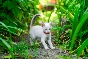 A curious white kitten with a red collar is playfully wandering through a vibrant garden filled with green plants and grass enjoying the warm daylight and natural surroundings