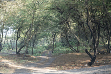 Fototapeta premium A winding dirt path through a dense casuarina (cemara udang) forest, creating a serene and natural woodland scene with soft light filtering through.