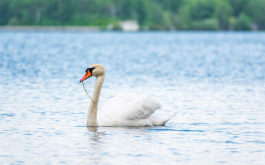 Graceful white Swan swimming in the lake, swans in the wild. Portrait of a white swan swimming on a lake.