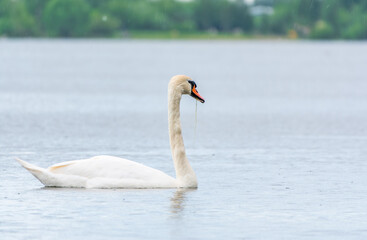 Graceful white Swan swimming in the lake, swans in the wild. Portrait of a white swan swimming on a...