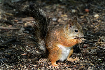 A curious wild squirrel is gnawing on a nut in the forest.
