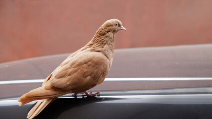 Closeup portrait of ginger pigeon against blurred background