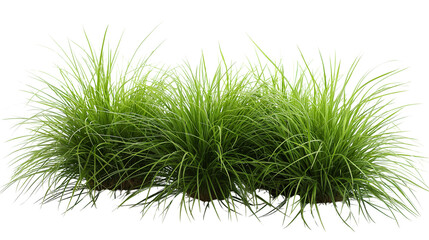 Green ornamental grass tufts isolated. Transparent PNG. on white background