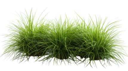 Green ornamental grass tufts isolated. Transparent PNG. on white background