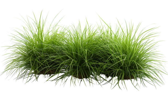 Green ornamental grass tufts isolated. Transparent PNG. on white background