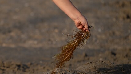Child s hand holding seaweed on the beach