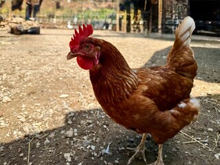 Farm Chicken in Profile — The Source of Eggs and Tradition