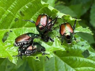 Beetles in Nature — Life Continues on the Forest Floor