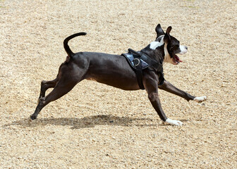 A happy pit bull runs on the playground
