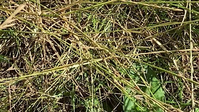 Ladybird Crawling Along Grass