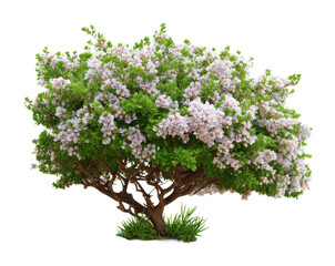 Fototapeta premium Blooming tree in nature botanical vibrant environment. Isolated on transparent background, png.