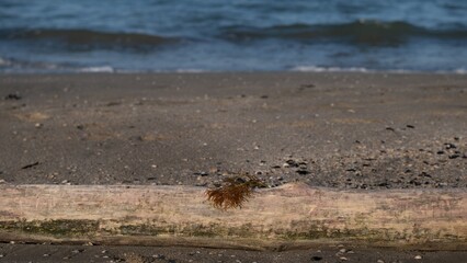 Seaweed on driftwood at Italian beach