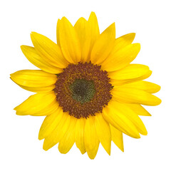 yellow sunflower isolated on white background