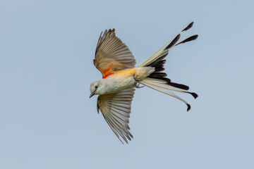 Scissor-tailed flycatcher flying over a meadow