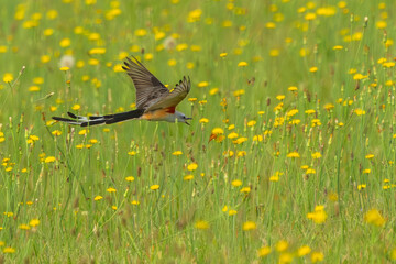 Scissor-tailed flycatcher flying over a meadow