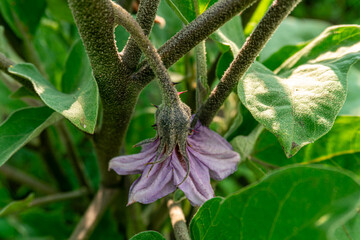 Eggplant flower with thorns close-up
