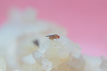 Close-up of Drosophila melanogaster fruit flies clustering on spoiled rice, showing detailed texture of decay and pest activity in macro view.