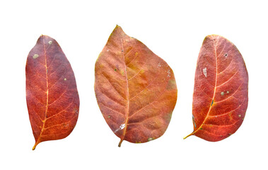 Three dry autumn leaves with transparent background