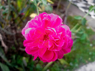 Close-up of a vibrant pink rose in full bloom, captured in natural light with a soft background. The detailed petals highlight the flower’s beauty and romantic symbolism.