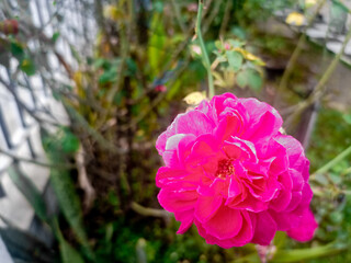 Close-up of a vibrant pink rose in full bloom, captured in natural light with a soft background. The detailed petals highlight the flower’s beauty and romantic symbolism.