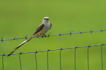 Scissor-tailed flycatcher perched on a fence