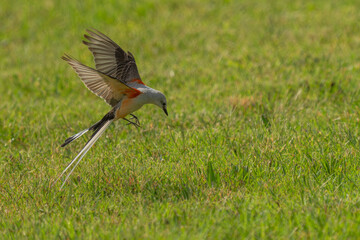 Scissor-tailed flycatcher flying over a meadow