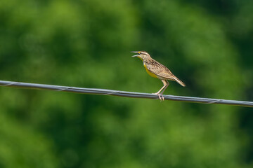 A meadowlark perched on a wire