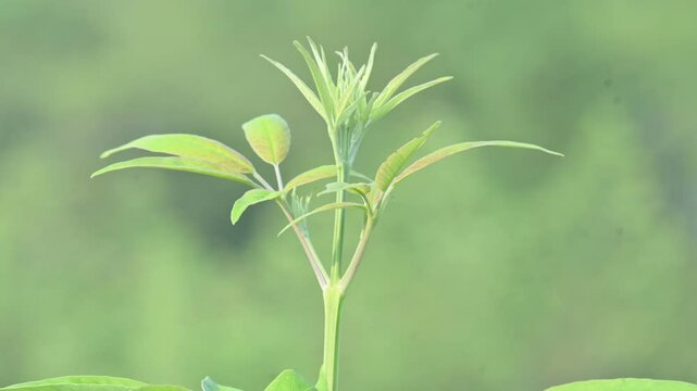 Vitex negundo plant. Its other name Chinese chaste tree,&nbsp;five-leaved chaste tree,&nbsp;horseshoe vitex, nisinda and Nirgundi. It is a large&nbsp;aromatic&nbsp;shrub. It is an Ayurvedic medicine.
