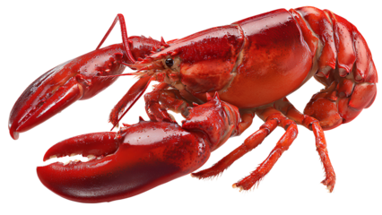 Realistic Cooked Red Lobster on Transparent Background – High Resolution PNG