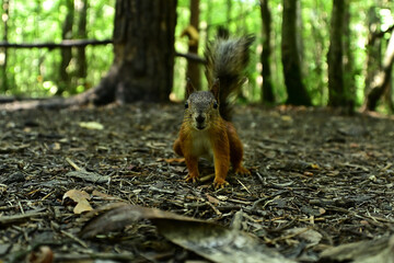 A beautiful and brave squirrel comes very close.