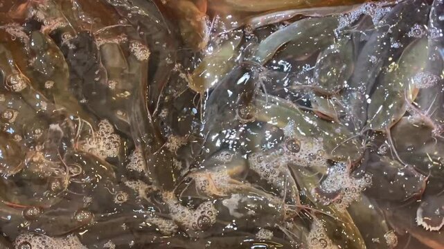 Live loach Misgurnus anguillicaudatus crowding in plastic container at supermarket.