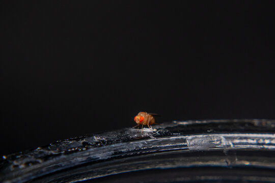 Close-up of Drosophila melanogaster fruit flies clustering on spoiled rice, showing detailed texture of decay and pest activity in macro view.