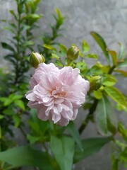 Beautiful light purple roses blooming in the garden. Rainy Blue Roses.