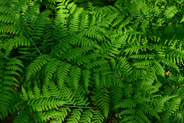 Lush Green Ferns in Sunlight wallpaper background